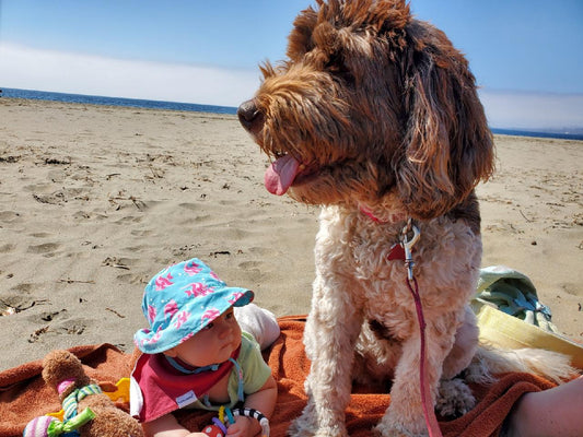 Sonoma County Dog Friendly Beaches